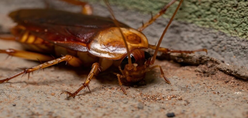 Cockroach Control sydney