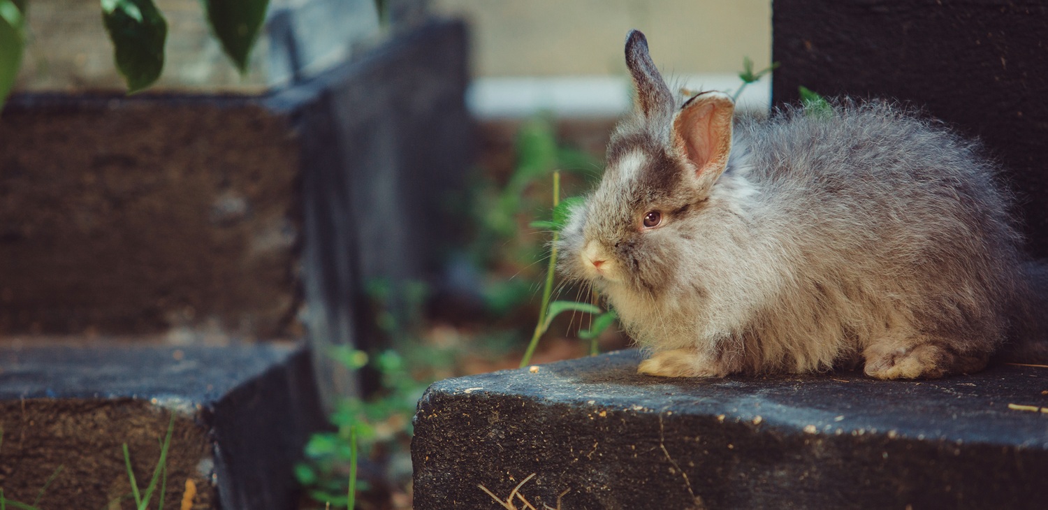 Rodent control services