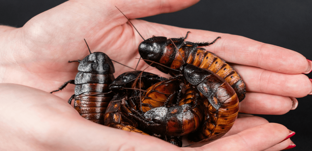 Cockroach control near me