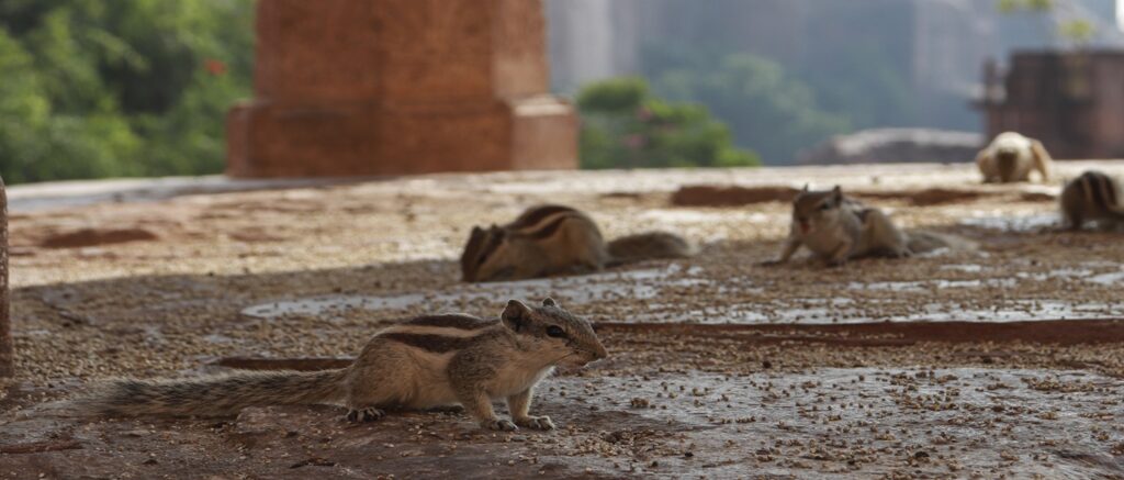 Rodent pest control Sydney